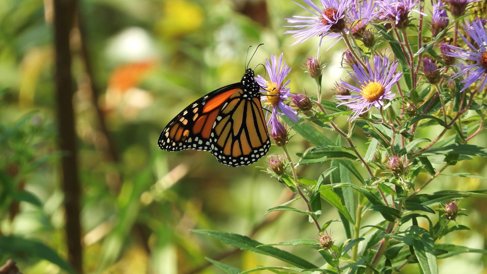 Monarque, parc riverain de Lorraine