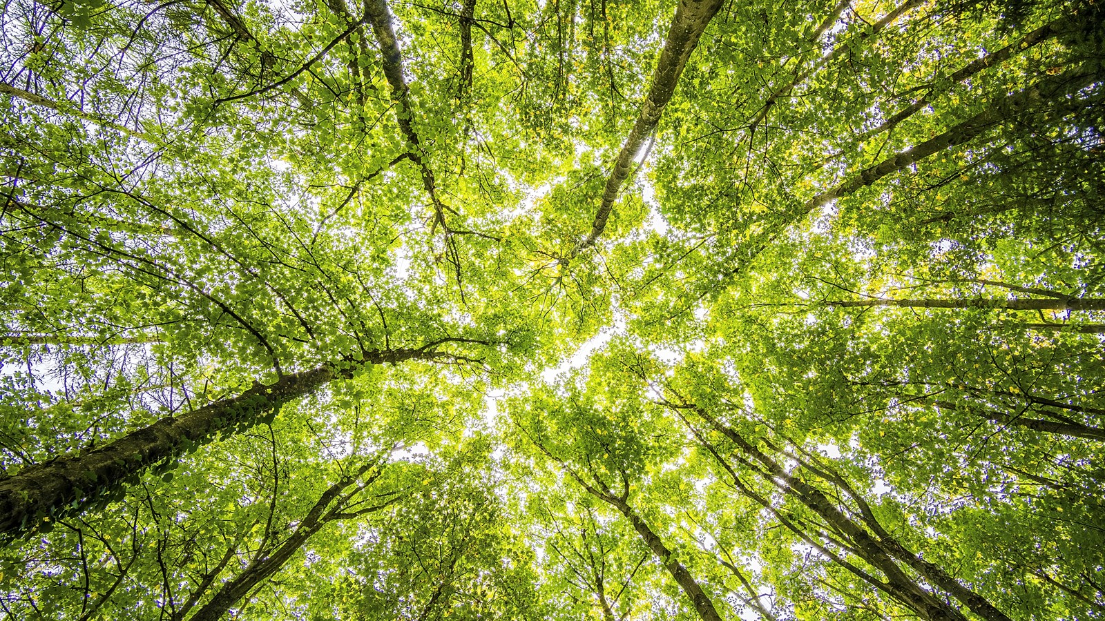 Rosemère acquiert 13,2 hectares pour protéger la forêt du Grand Coteau