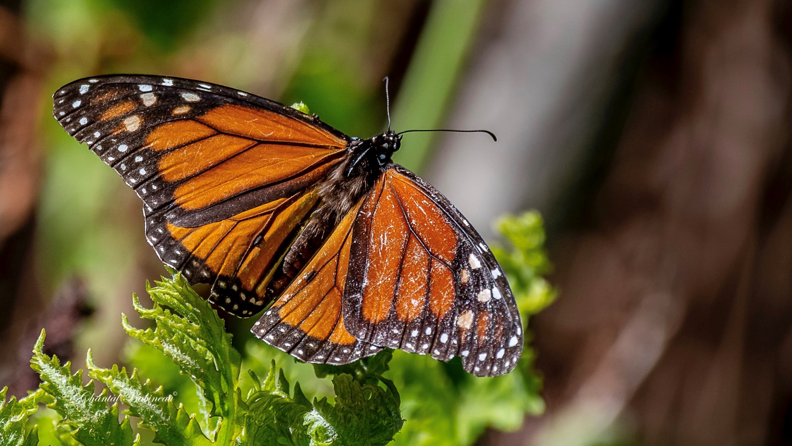 Un papillon monarque aperçu au Laboratoire Écoforestier du Grand Lièvre.