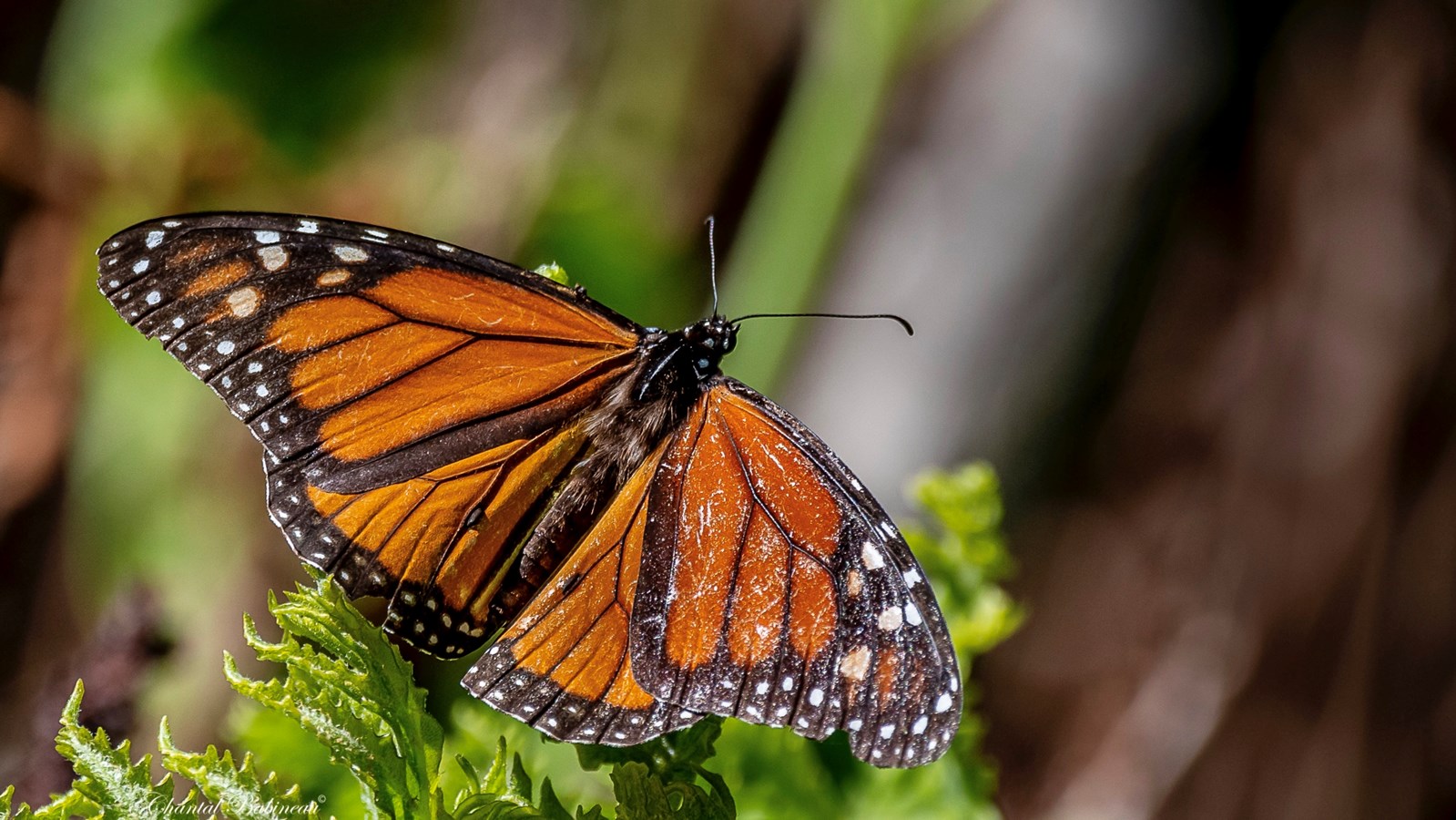 Un papillon monarque aperçu au Laboratoire Écoforestier du Grand Lièvre.