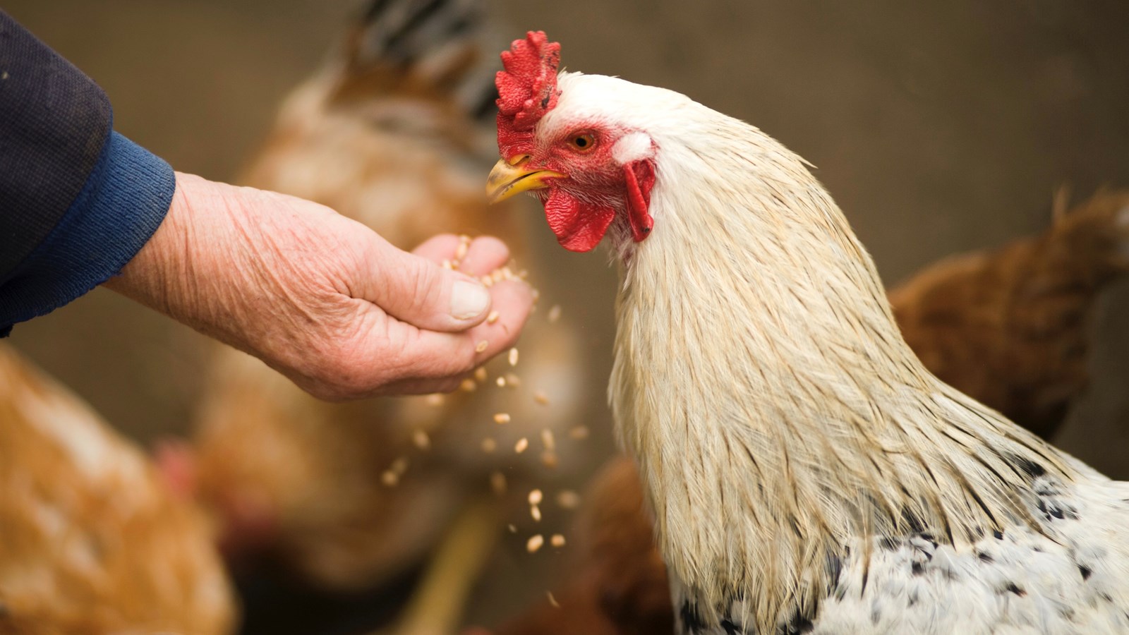 Les poules pondeuses bientôt permises à Sainte-Thérèse
