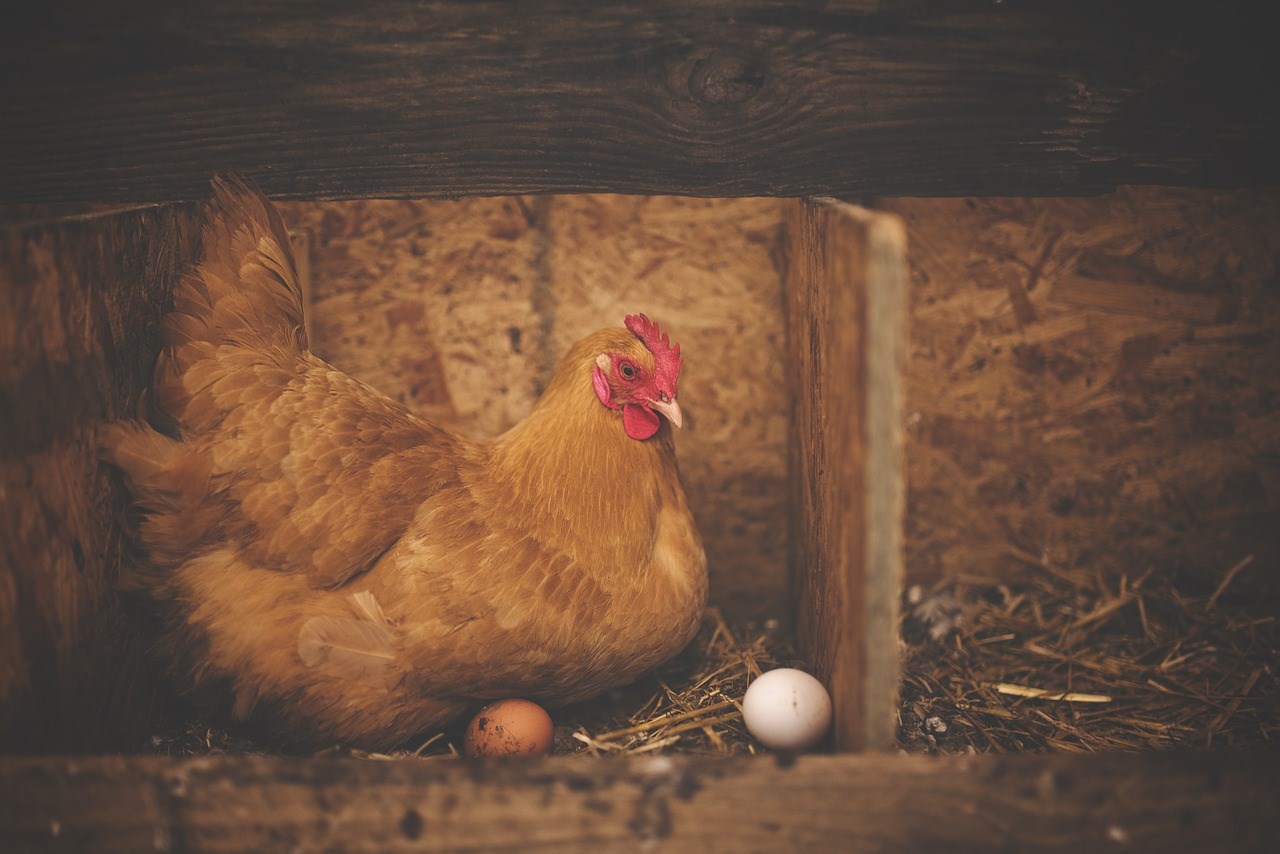 Une formation sur les poules en milieu urbain