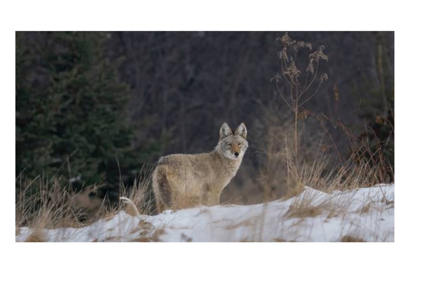 Au printemps, la nature s'éveille et les coyotes se font entendre