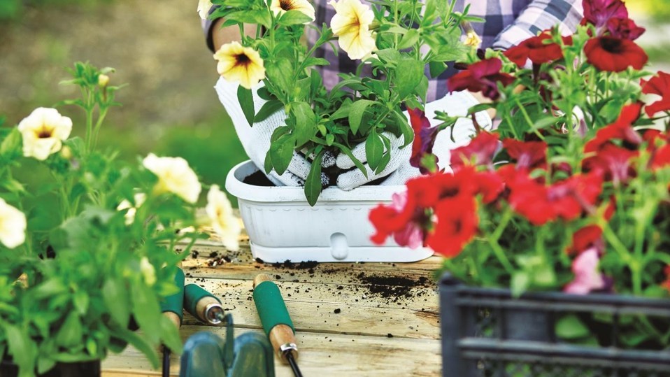 Remise de fleurs et de compost le 14 mai à Mascouche