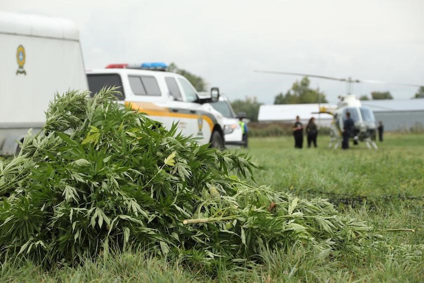La Sûreté du Québec veut contrer les activités des producteurs et des vendeurs de cannabis qui agissent en dehors du cadre juridique