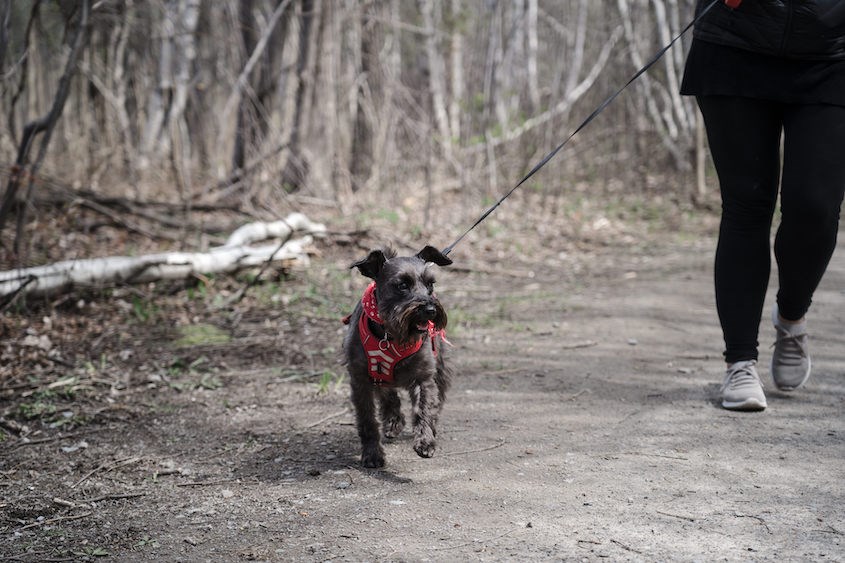 Projets pilotes concluants à Mascouche : les chiens en laisse dans les sentiers et la consommation d'alcool dans certains parcs demeurent permis