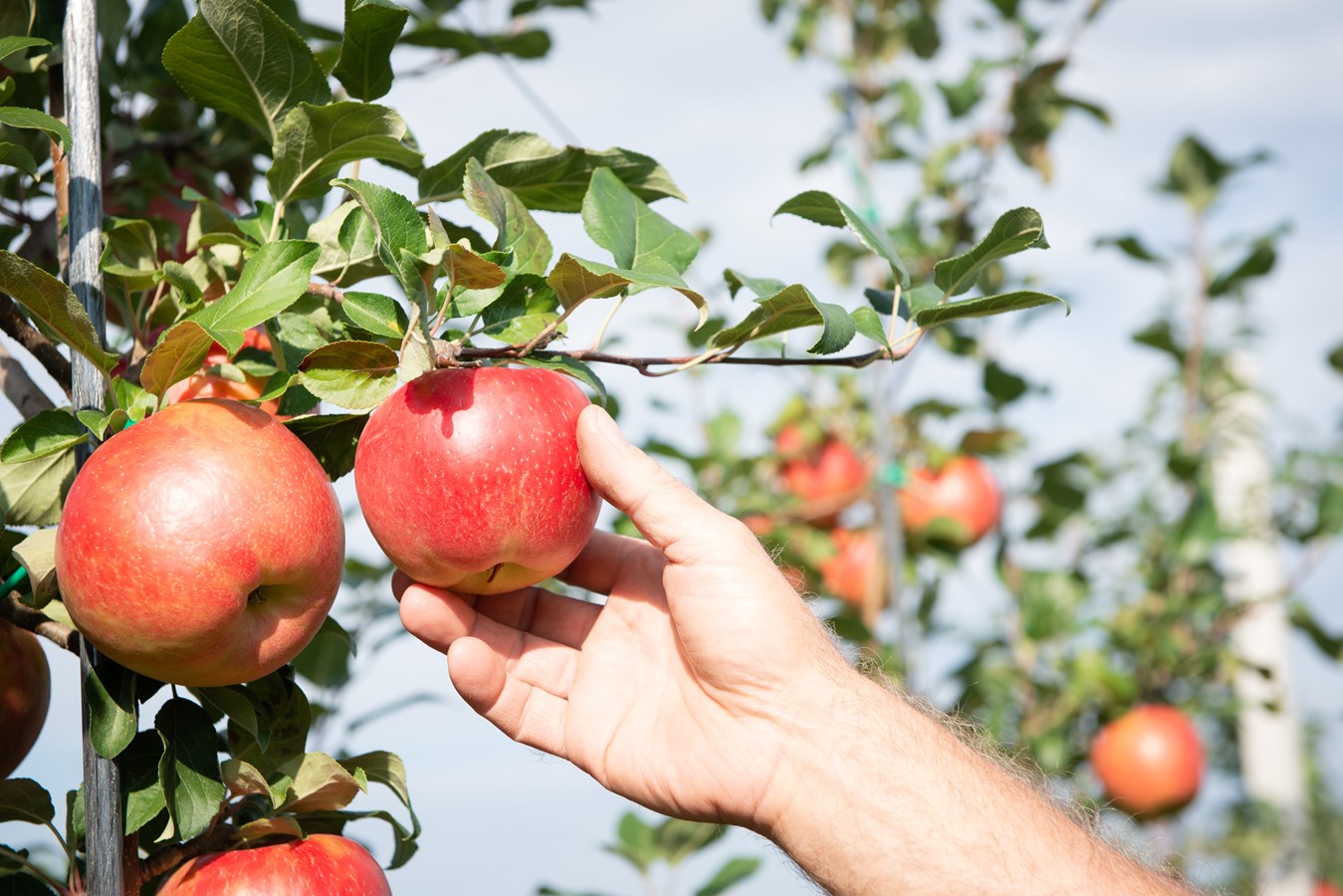 La saison des pommes est débutée dans les Laurentides