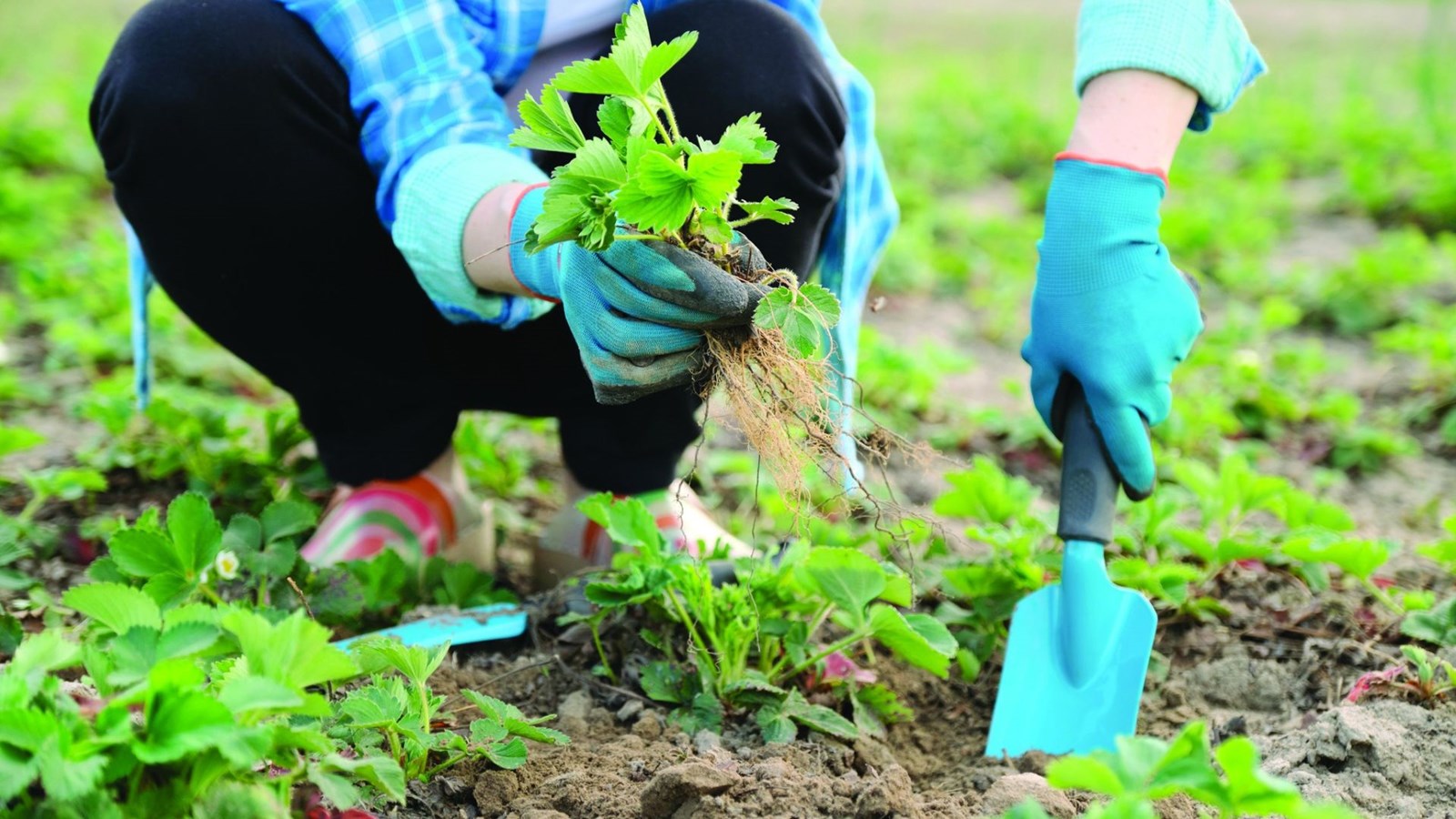 Une aide financière pour les efforts et les gestes des citoyens ayant un impact positif sur l’environnement, sur la communauté et sur la qualité de vie des résidents de Sainte-Thérèse.