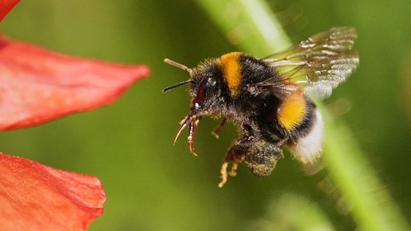 Une doctorante étudie les impacts des fleurs sur la santé des bourdons