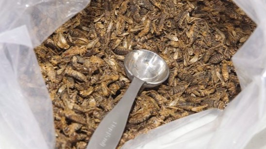 Plus de 40 % des participants à une étude sont ouverts à manger des insectes