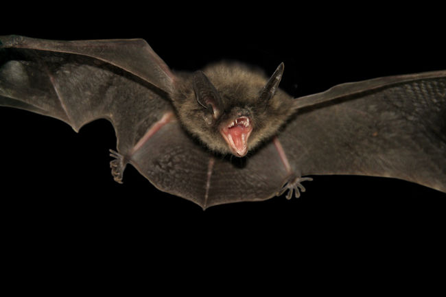 Une chauve-souris se serait introduite dans les couloirs de l’école secondaire Leblanc à la fin du mois de novembre.