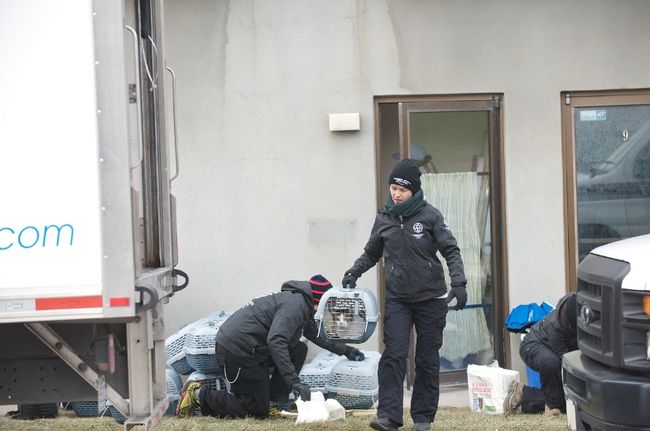 Les 80 chats ont été transportés dans un refuge d’urgence.