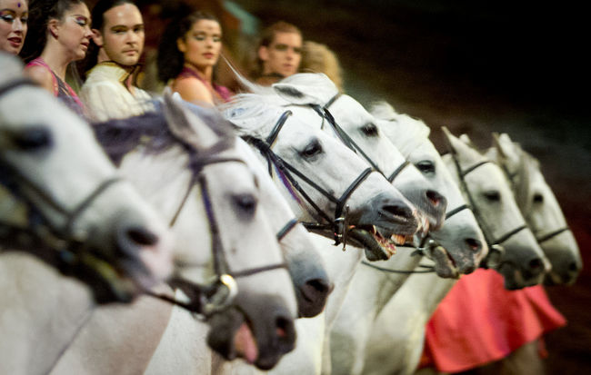 La troupe québécoise Cavalia, qui est de retour à Laval pour y présenter son spectacle «Odysséo» a annoncé lundi l’ajout de deux semaines de supplémentaires.