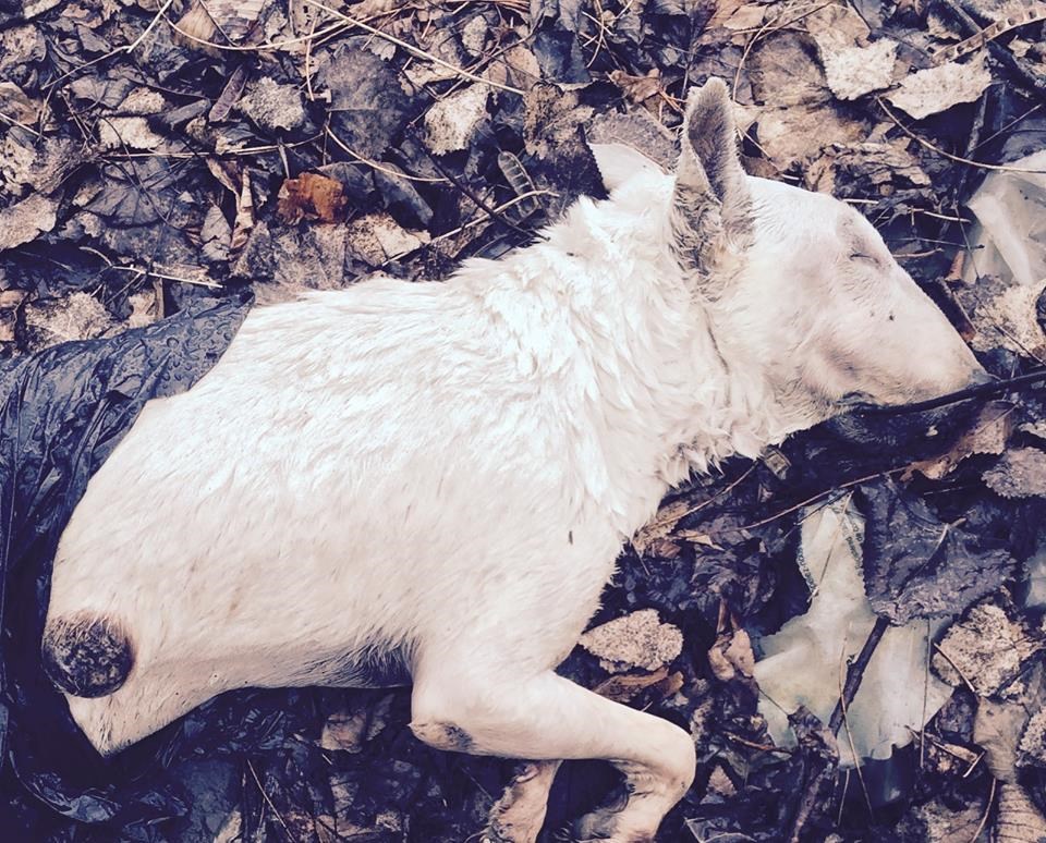 La SPCA enquête sur un possible cas de cruauté animale à Laval