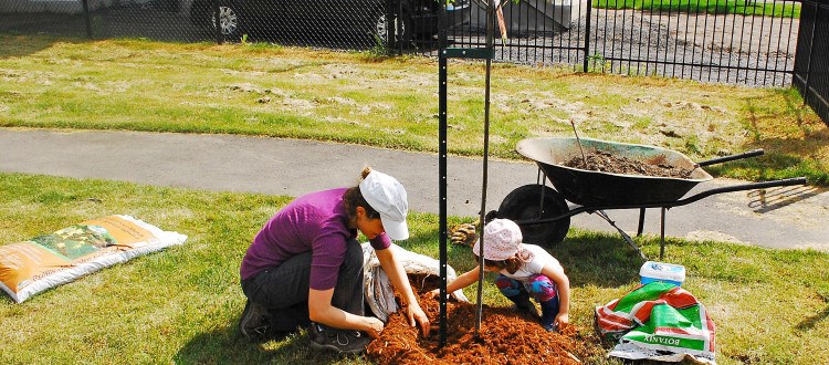 Plantation de 50 arbres dans Sainte-Rose pour les 50 ans de Laval