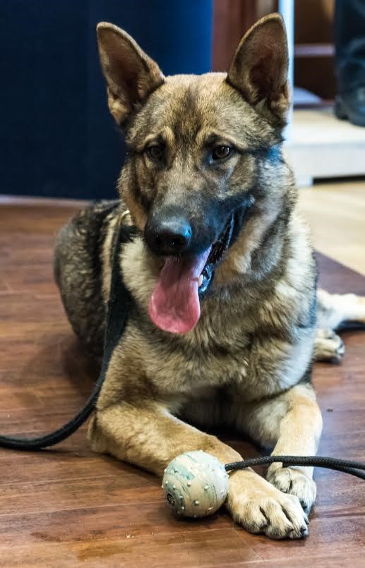 Grif, la nouvelle recrue du Service de police de Laval