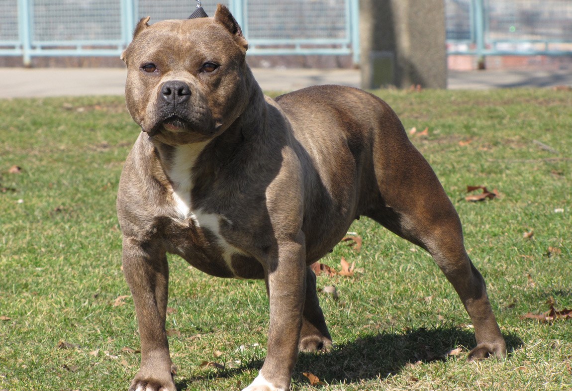 Laval veut bannir les chiens dangereux en responsabilisant leurs maîtres
