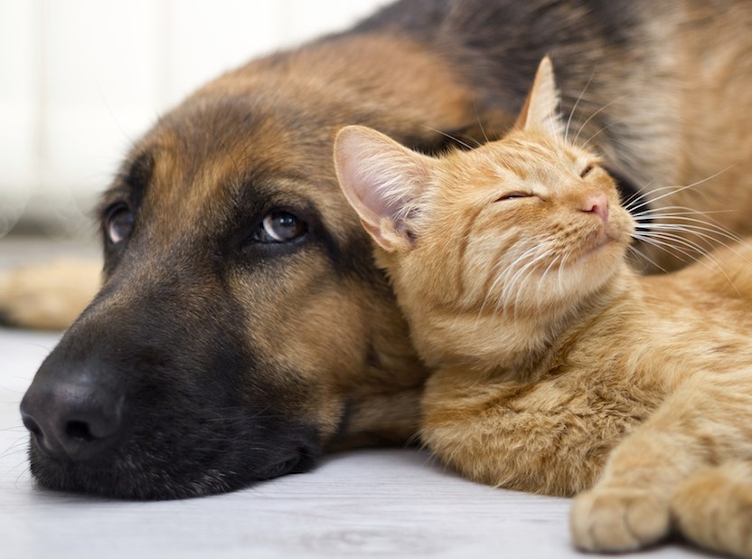 10e édition de la Journée d’adoption d’animaux de compagnie