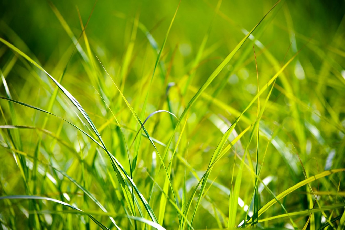 7 bonnes actions à prendre pour une pelouse en santé et écologique