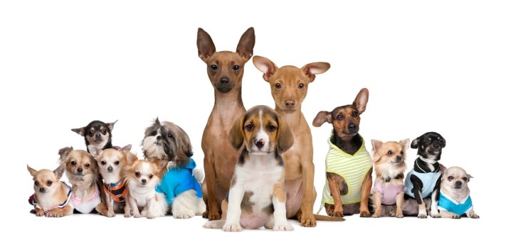 La meilleure race de chien pour vivre en appartement