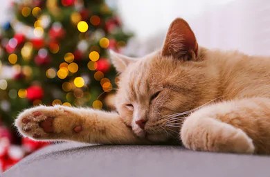 Le Club Félin de Montréal et son "Noël des chats", à Laval