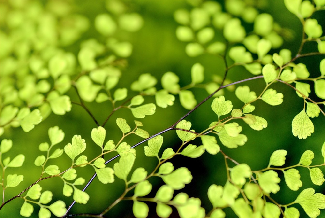 PlantAction : reverdir Laval un quartier à la fois