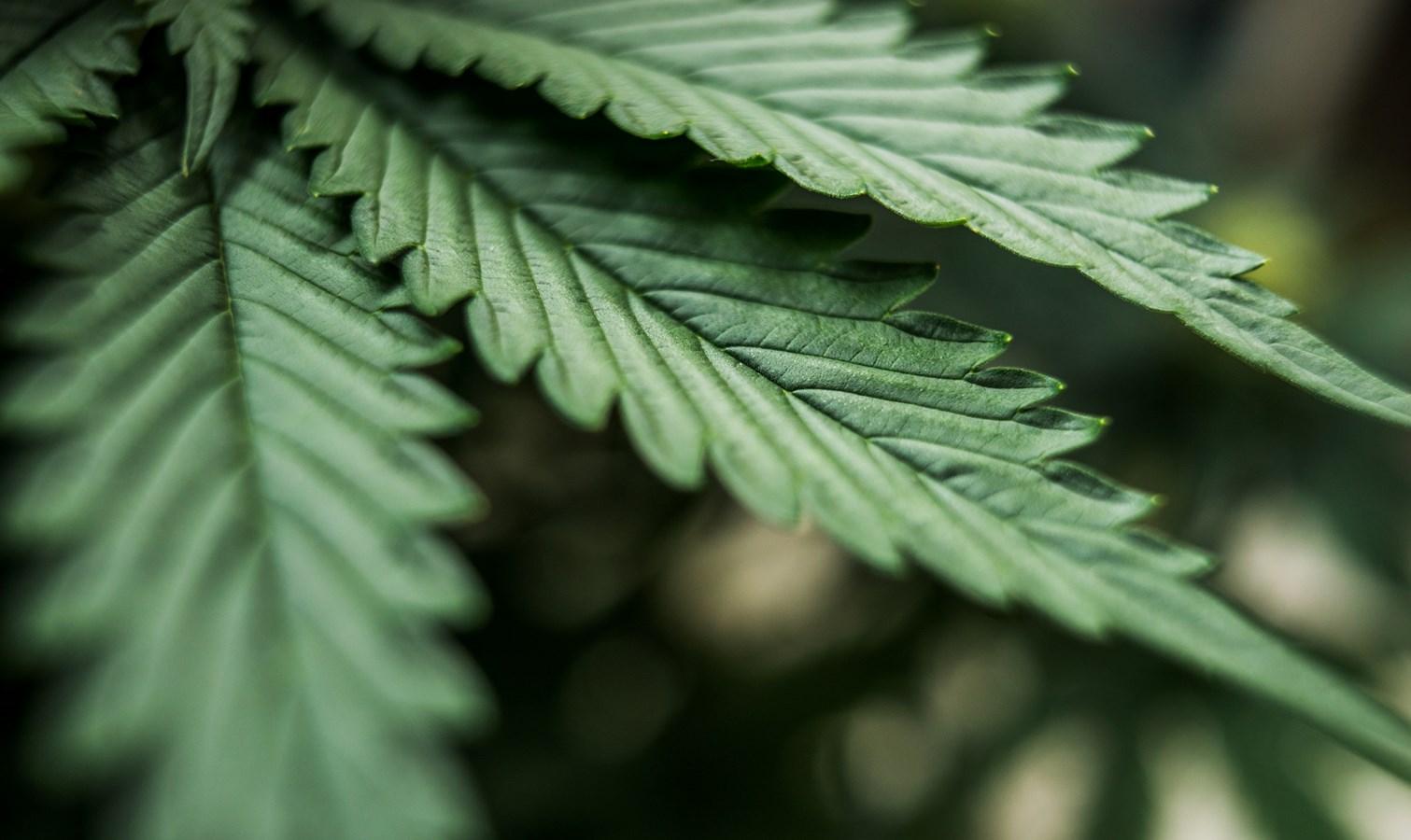 Industrie du cannabis: Inscrivez-vous dès aujourd’hui aux ateliers de formation du Cégep Gérald-Godin