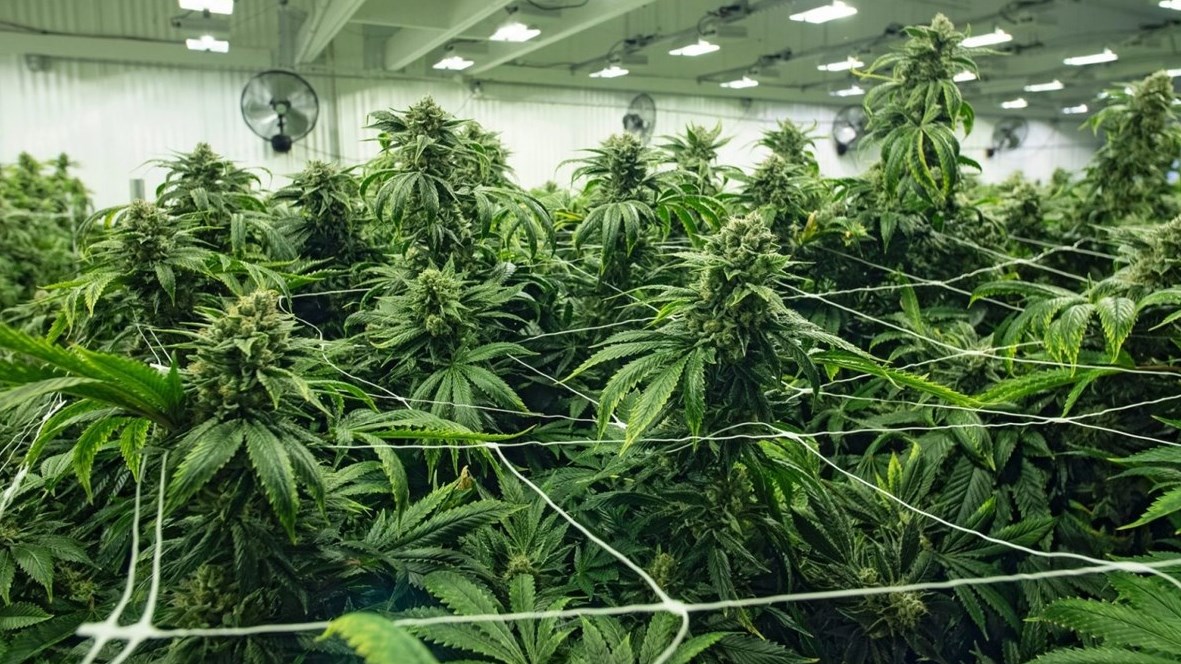 Industrie du cannabis: Inscrivez-vous dès aujourd’hui aux prochains ateliers du Cégep Gérald-Godin
