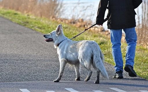 Encadrement des animaux domestiques: la sécurité renforcée par un règlement