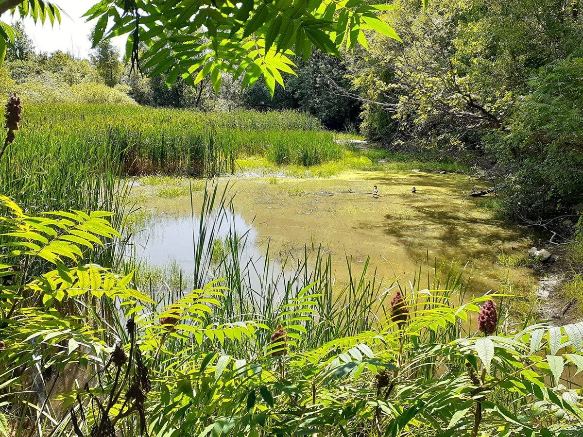 Le Bois de Naples se situe le long de deux corridors verts: la Route verte et une emprise électrique. Aux yeux du Conseil région de l'environnement (CRE) de Laval, cette situation justifie le besoin de le conserver pour maintenir la biodiversité qu’abrite ce territoire.