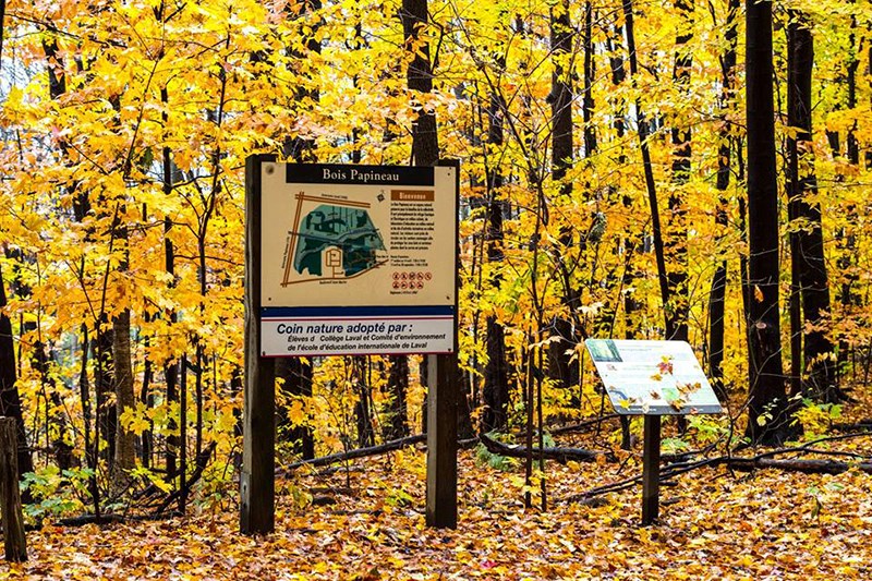 Admirer les couleurs d'automne à Laval