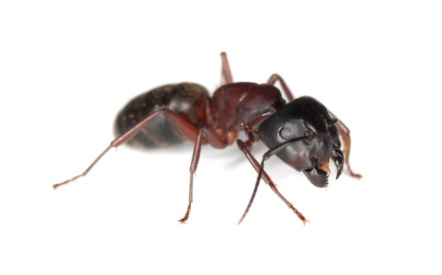Quel est le meilleur moment pour la prévention contre les fourmis charpentières ?