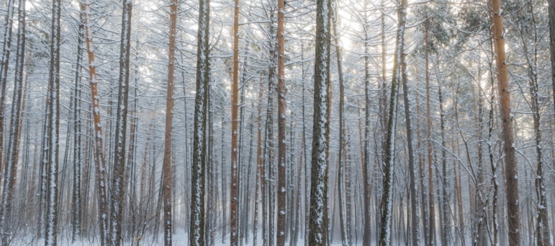 Acquisition de lots dans les bois Sainte-Dorothée, d’Auteuil et de la Source