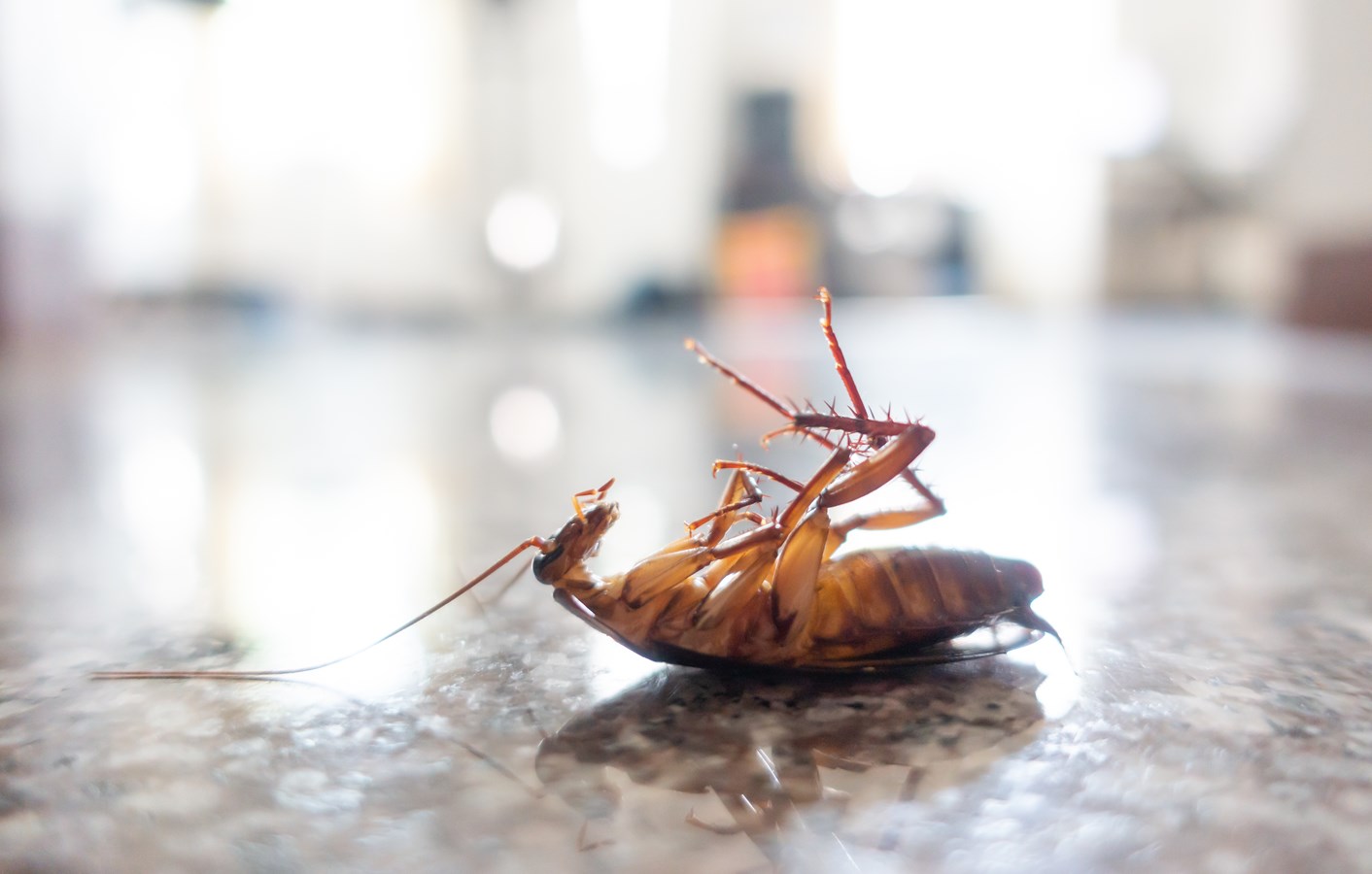 Trouver un exterminateur à petit prix à Laval