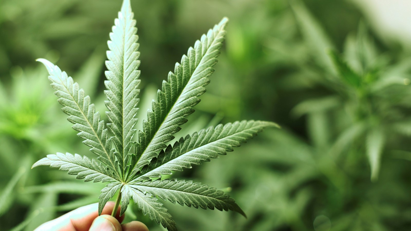 Entrée en vigueur de la réglementation sur la production et la vente de cannabis à Laval