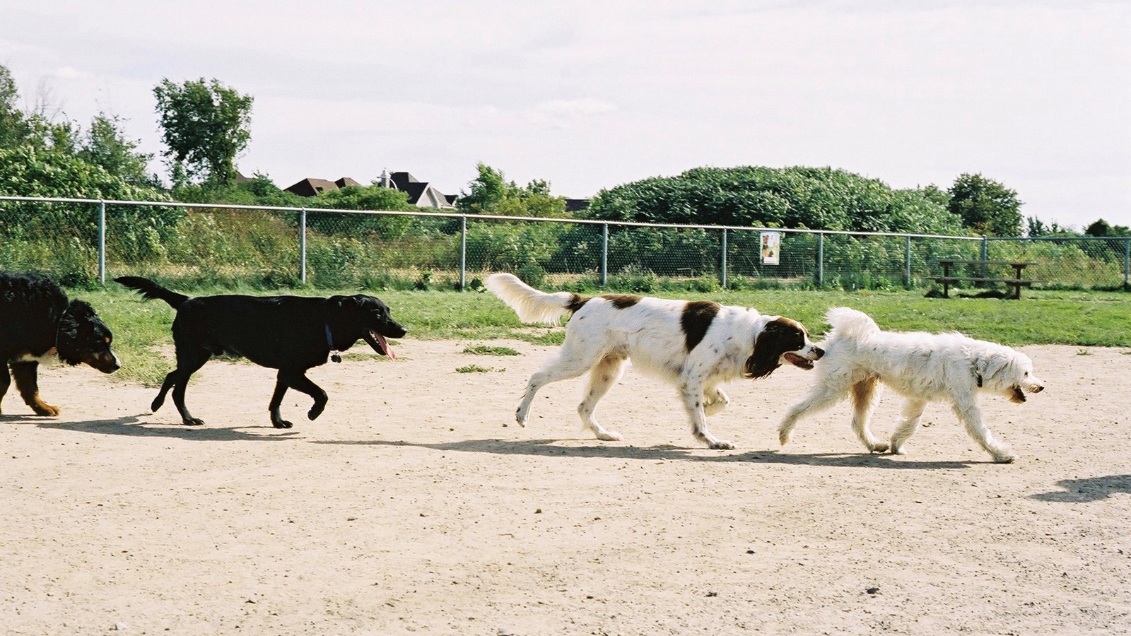 Chiens dans un parc canin lavallois.