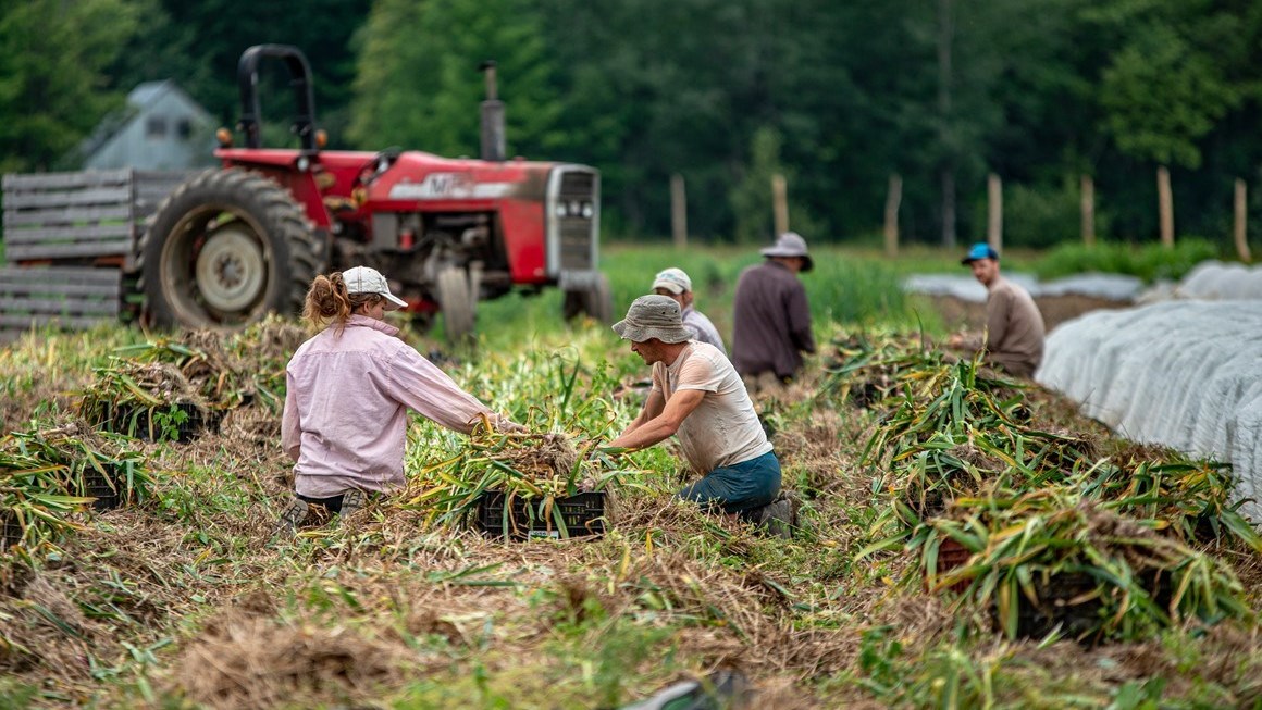 Plus de 150 producteurs vous offrent 500 000 paniers de légumes biologiques et locaux !