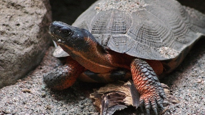 Le 23 mai, c’est la Journée mondiale de la tortue