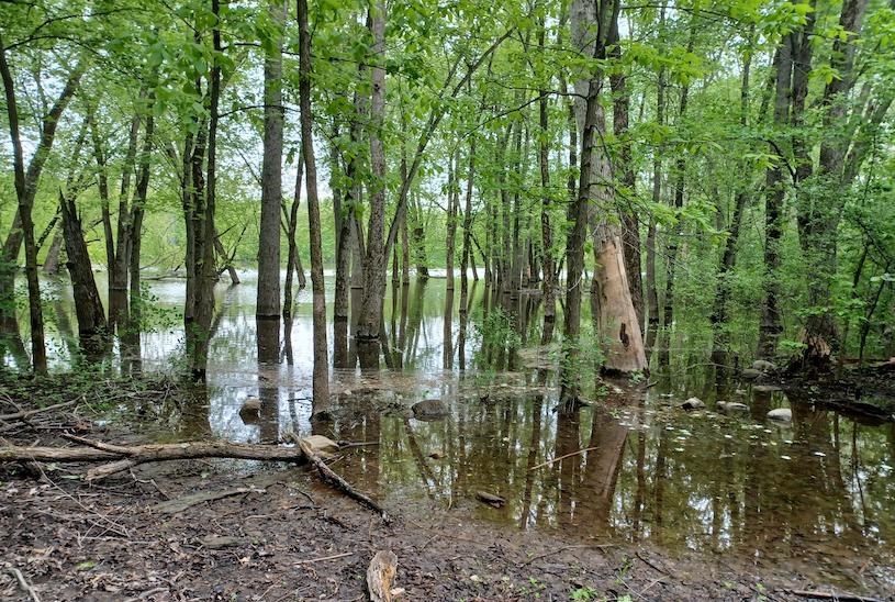 Laval s’engage à restaurer ou créer 15 ha de milieux humides et hydriques d’ici 2032