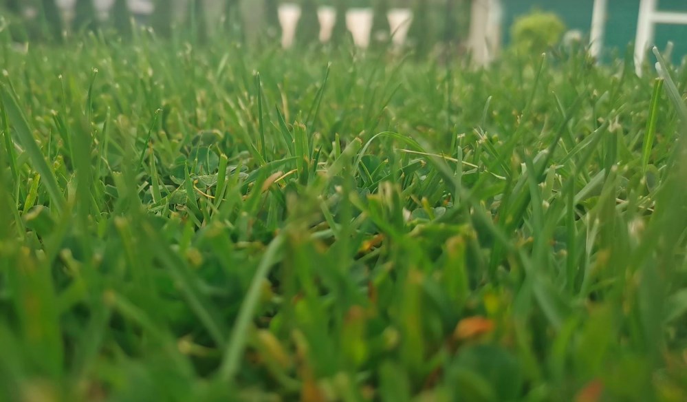 Pour la protection de nos derniers espaces verts