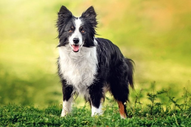 Comprendre l’hyperactivité du Border Collie