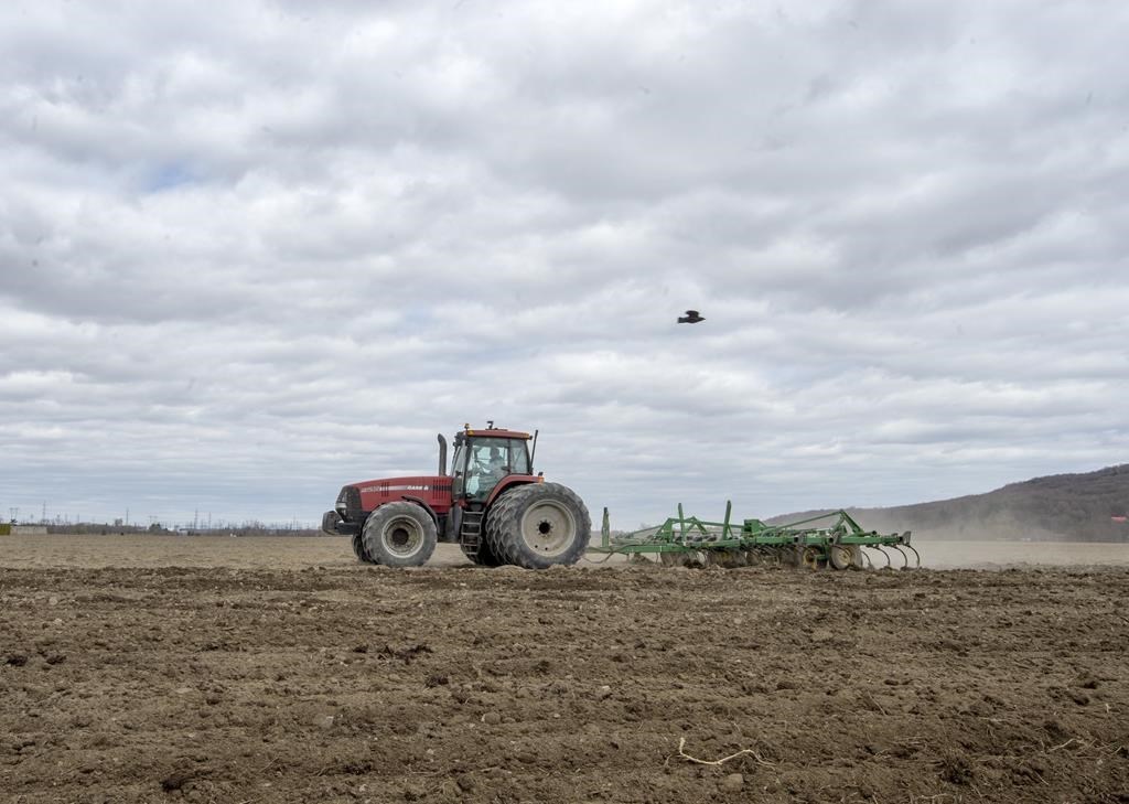 Devant les champs asséchés, le milieu agricole s'inquiète du manque de pluie