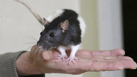 Usage des animaux en recherche: le Canada entre dans l'ère de la transparence