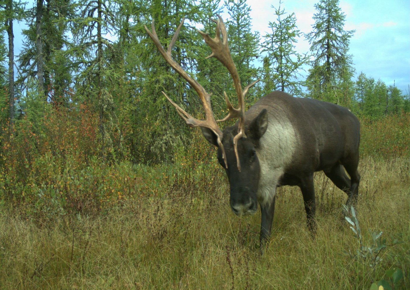 Ottawa et Québec s'entendent pour protéger et rétablir le caribou au Québec