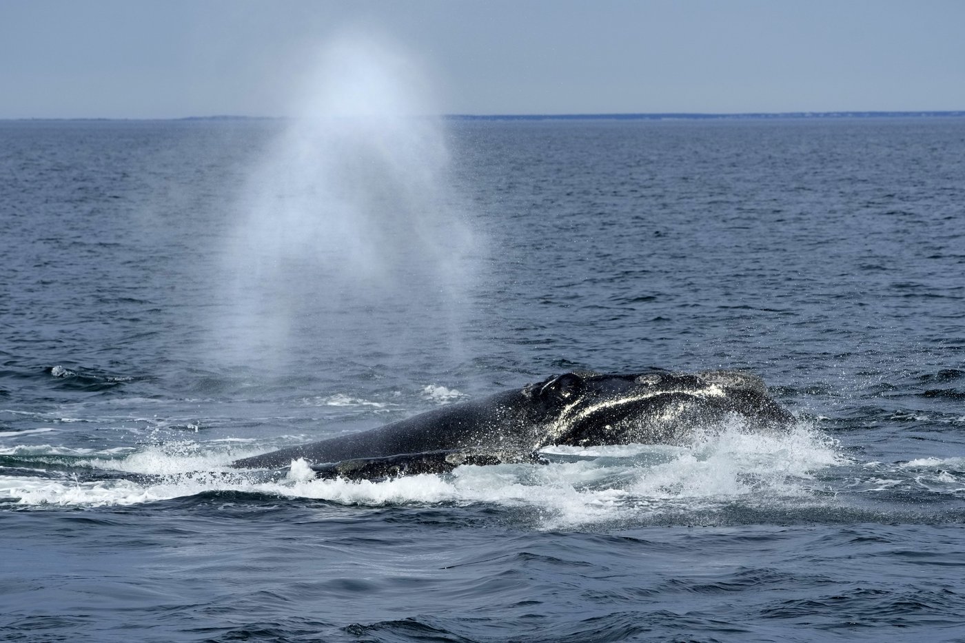 Une baleine noire prise dans des filets a été repérée au large du Nouveau-Brunswick