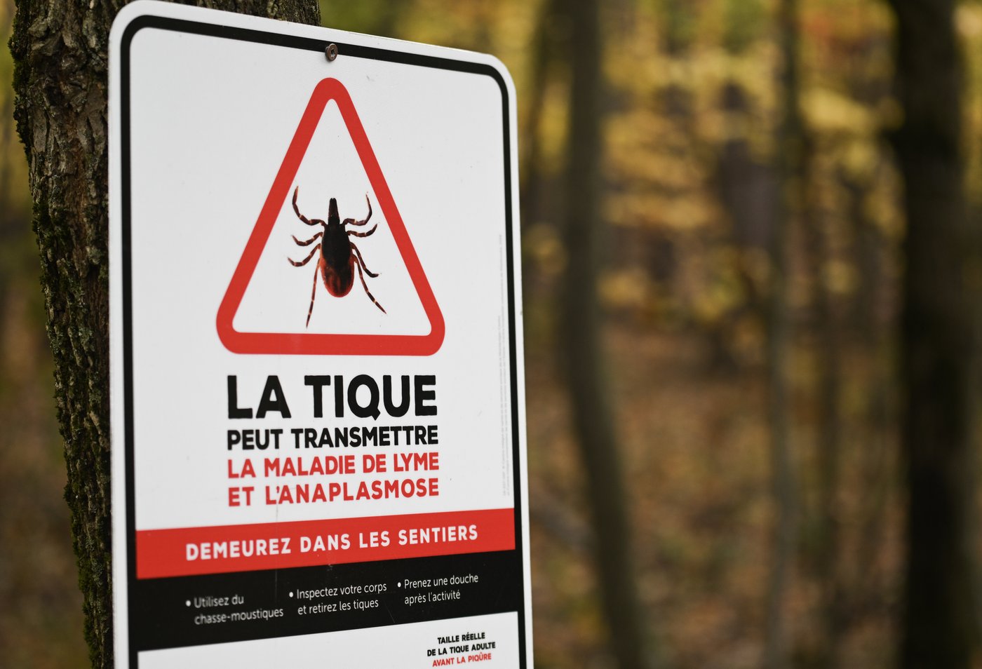 Montréal a enregistré son nombre de cas le plus élevé de maladie de Lyme en 2025