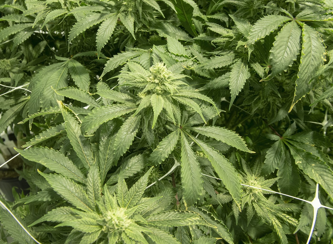 La consommation de drogues récréatives multiplie le risque d'AVC