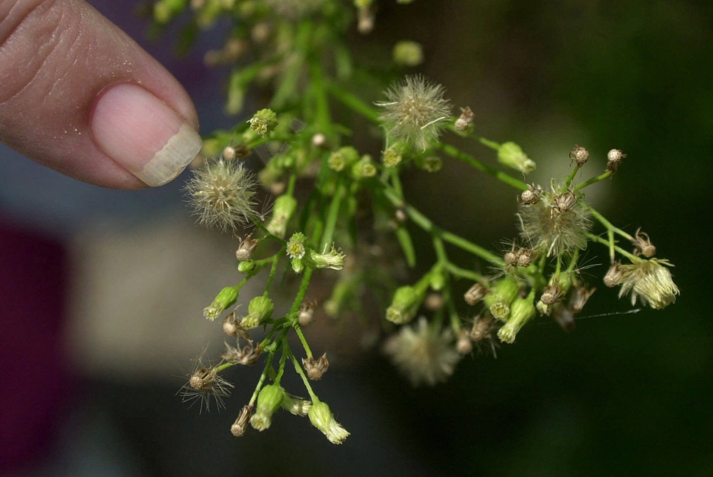 La saison des allergies au pollen s'allonge et la durée des symptômes aussi