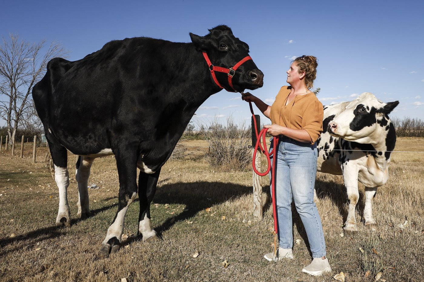 Un boeuf de l'Alberta est le plus grand au monde, selon le Livre Guinness des records
