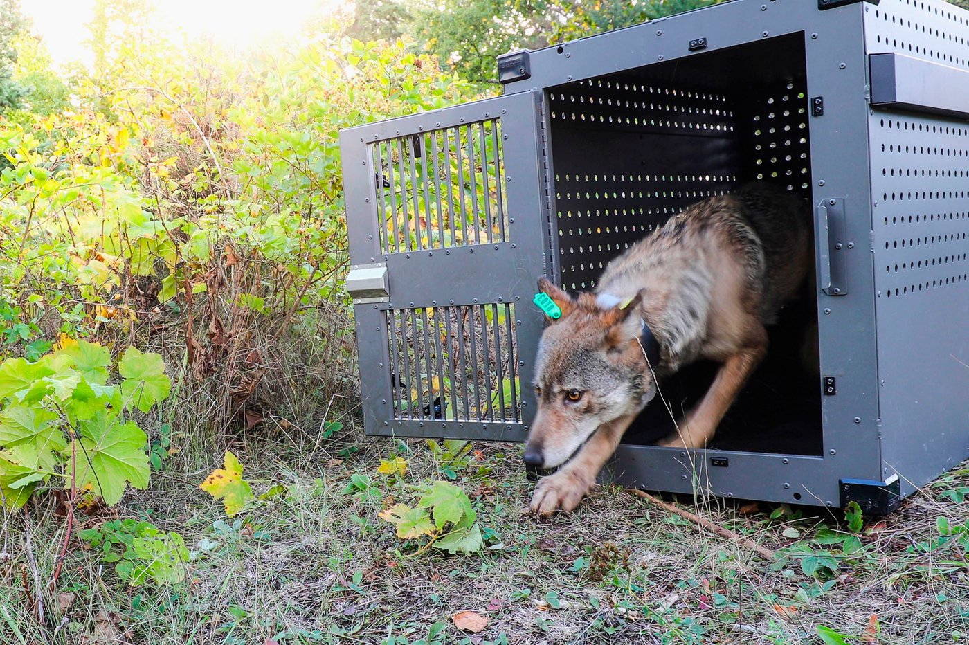 Les loups d'une île isolée du lac Supérieur prospèrent grâce aux orignaux